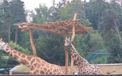 Odpočívky a přístřešky z akátu do ZOO Olomouc IV