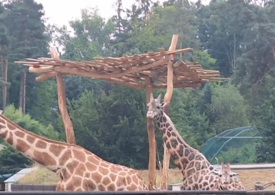 Odpočívky a přístřešky z akátu do ZOO Olomouc IV